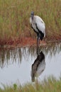 Wood Stork Waits by the Water Edge Royalty Free Stock Photo