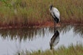 Wood Stork Waits by the Water Edge Royalty Free Stock Photo