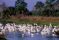 Wood Storks and Egrets  14586 Royalty Free Stock Photo