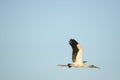 Wood Storks fly often with a flock or congregation Royalty Free Stock Photo