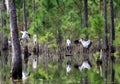 Wood Storks Forest Reflections Royalty Free Stock Photo