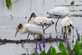 Wood Storks in freshwater marsh Royalty Free Stock Photo