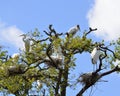 Wood storks and herons nesting in tree Royalty Free Stock Photo