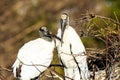 Wood Storks Royalty Free Stock Photo