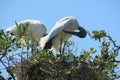 Wood storks in the nest in Florida wild, closeup