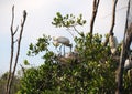 Wood Storks Nesting with Chicks Royalty Free Stock Photo