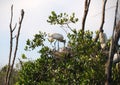 Wood Storks Nesting with Chicks