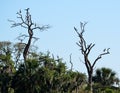 Wood storks nesting in trees Royalty Free Stock Photo