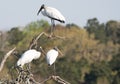 Wood Storks Perched in a Tree on a Summer Mornng Royalty Free Stock Photo