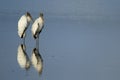 Wood storks reflected in water Royalty Free Stock Photo