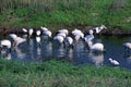 Wood Storks and Snowy Egrets   14198 Royalty Free Stock Photo