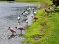 Wood storks and spoonbills, Florida, USA