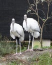 2 Wood Storks Standing by Tree Royalty Free Stock Photo