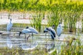 Wood storks at the wetlands Royalty Free Stock Photo