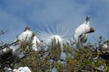 Wood Storks in the wild at marshland Royalty Free Stock Photo