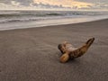 Wood stranded on the beach, exotic parangtritis beach