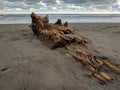 Wood stranded on the beach, exotic parangtritis beach