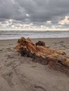 Wood stranded on the beach, exotic parangtritis beach