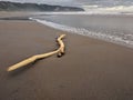 Wood stranded on the beach, exotic parangtritis beach