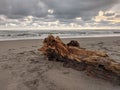 Wood stranded on the beach, exotic parangtritis beach