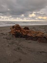 Wood stranded on the beach, exotic parangtritis beach