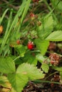 Wood Strawberry in the Black Forest