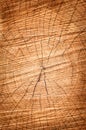 Wood structures of a cut tree Royalty Free Stock Photo