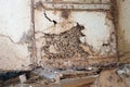 Wood structures destroyed by termites Royalty Free Stock Photo