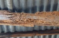 Wood structures destroyed by termites Royalty Free Stock Photo