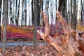 Wood stump with roots against dead leaves and colorful string.