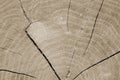 Wood stump texture, background