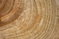 Wood stump texture, cutted tree trunk Royalty Free Stock Photo