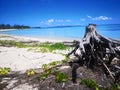 Wood stump on the tropical beach Saipan