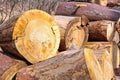 Wood stumps Royalty Free Stock Photo