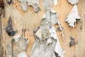 Wood surface with peeling white and yellow paint texture background. Chunks of paint hang downl