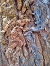 wood bark ,surface texture board knot abstractb Royalty Free Stock Photo