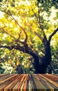 wood table and blur image of green tree bokeh. Royalty Free Stock Photo