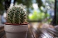 Cactus cup green wet table Royalty Free Stock Photo