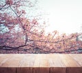 Wood table top on blur sakura flower in garden background.nature