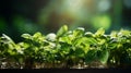 Wood table top on blur of window with garden flower background in morning. AI Generative Royalty Free Stock Photo