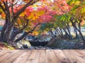 Wood table top over blurry colorful maple leaves tree at autumn park background in Japan Royalty Free Stock Photo