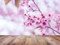 Wood table top over pink cherry blossoms flower in full bloom Royalty Free Stock Photo