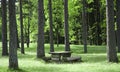 Wood table in the wood