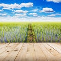 Wood tabletop and field rice with blue sky clouds Royalty Free Stock Photo