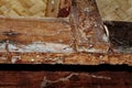 Wood termites to invade the building. Royalty Free Stock Photo