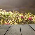 Wood terrace and green grass field in morning time use as natura Royalty Free Stock Photo