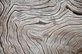 Wood texture Royalty Free Stock Photo