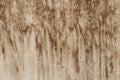 Wood texture background.