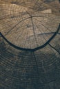 Wood texture and background. Cut tree trunk background in vintage style. Tree trunk close up. Macro view of cut tree trunk texture Royalty Free Stock Photo