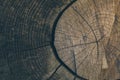 Wood texture and background. Cut tree trunk background in vintage style. Tree trunk close up. Macro view of cut tree trunk texture Royalty Free Stock Photo